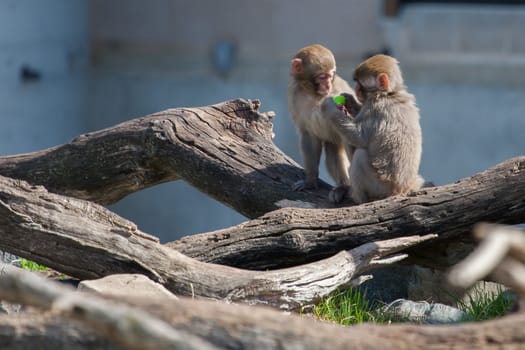 Two Macaque (Snow) Monkey's playing with a pacifier