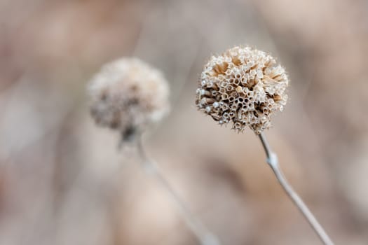 Spent Thistle standing tall in the Winter in soft focus