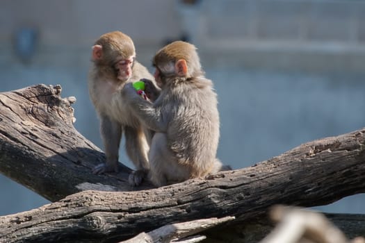 Two Macaque (Snow) Monkey's playing with a pacifier