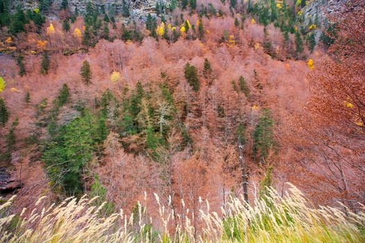 Autumn beech fall forest in Pyrenees Valle de Ordesa Huesca Spain