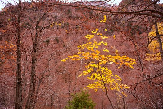 Autumn beech fall forest in Pyrenees Valle de Ordesa Huesca Spain