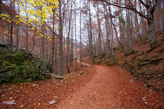 Autumn beech fall forest in Pyrenees Valle de Ordesa Huesca Spain