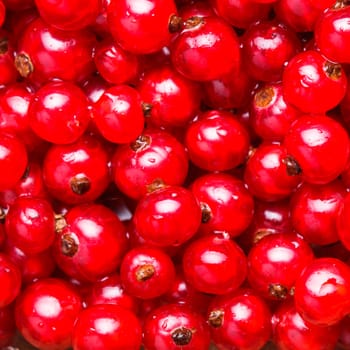 Red currant fuits as a background