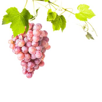 Big red grapes with green leaves isolated on white background