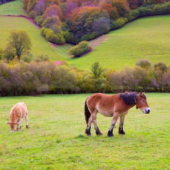 Horses and cows grazing in Pyrenees green autumn meadows at Spain