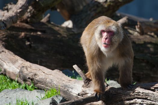 Macaque (Snow) Monkey's climbing on some logs 