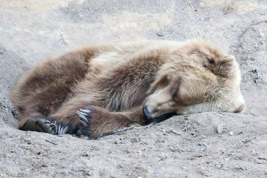 Brown Bear in the wild laying down