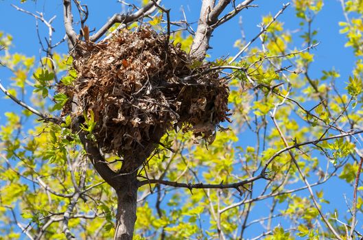 Tree squirrel nest high up in a leafy tree.