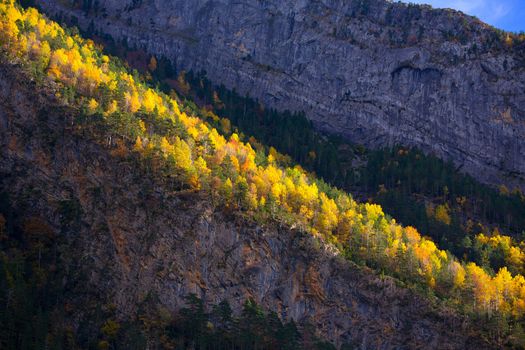 Autumn fall forest in Pyrenees Valle de Ordesa Huesca Spain