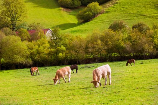 Cows grazing in Pyrenees green autumn meadows at Navarra Spain