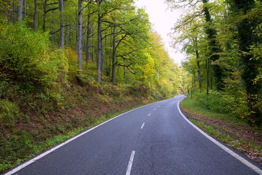 Pyrenees curve road in forest of Spain