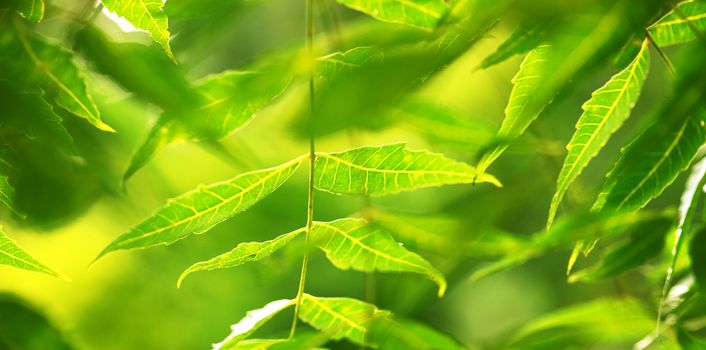 Close up of a Green leaf