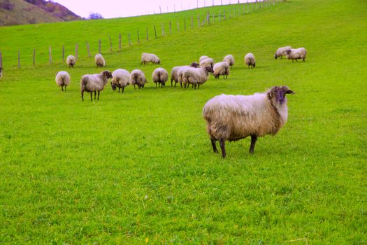 Latxa sheep in Pyrenees of Navarra grazing in meadow at Spain