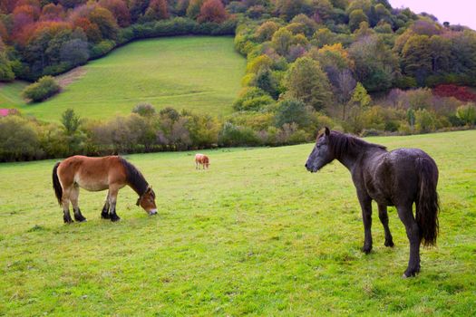 Horses and cows grazing in Pyrenees green autumn meadows at Spain