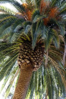 Tree of a coco the bottom view