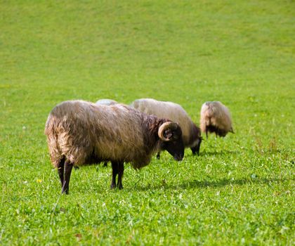 Latxa sheep in Pyrenees of Navarra grazing in meadow at Spain