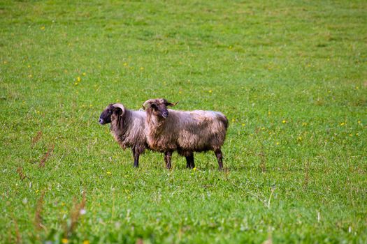 Latxa sheep in Pyrenees of Navarra grazing in meadow at Spain