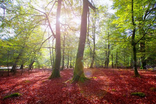 Autumn Selva de Irati fall beech jungle in Navarra Pyrenees of Spain