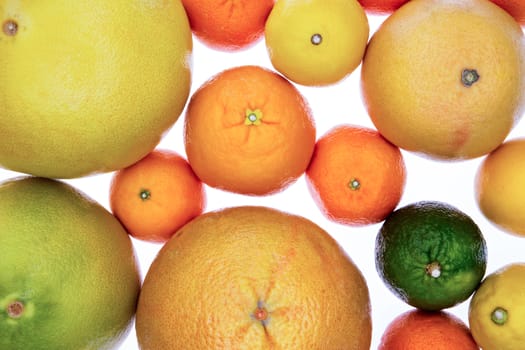 Background of assorted citrus fruit on white including clementines, nectariines, tangerines, lime, orange and grapefruit in a close up overhead view showing the texture of the rind