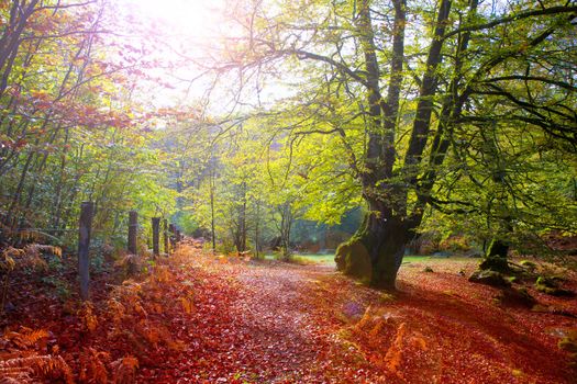 Autumn Selva de Irati fall beech jungle in Navarra Pyrenees of Spain