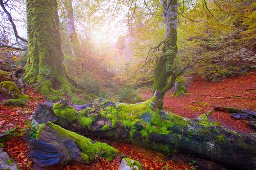 Autumn Selva de Irati fall beech jungle in Navarra Pyrenees of Spain