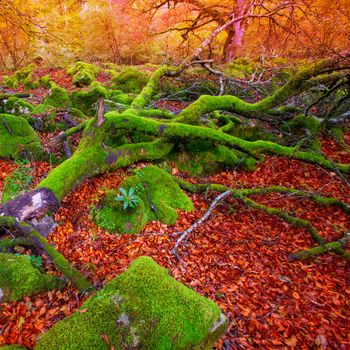 Autumn Selva de Irati fall beech jungle in Navarra Pyrenees of Spain