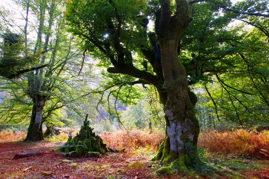 Autumn Selva de Irati fall beech jungle in Navarra Pyrenees of Spain