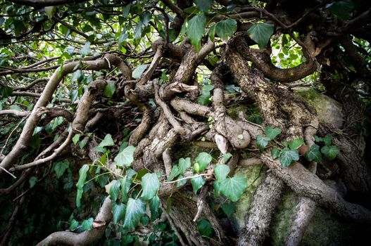 Tree roots entwined on a ground