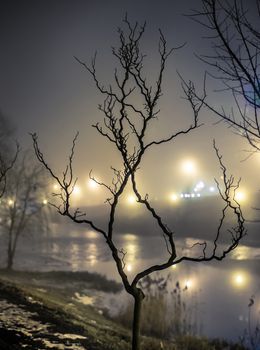 tree near lake in the night fog