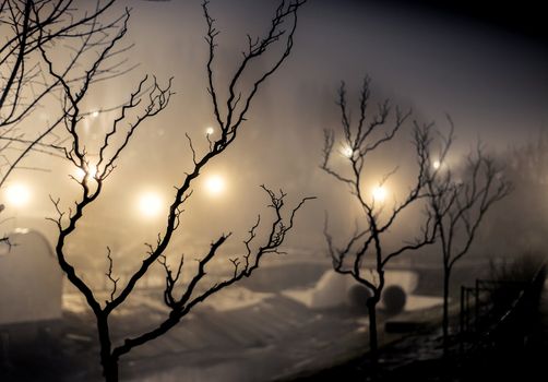 tree in a park at the night fog