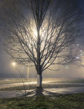 tree in a park with the night fog