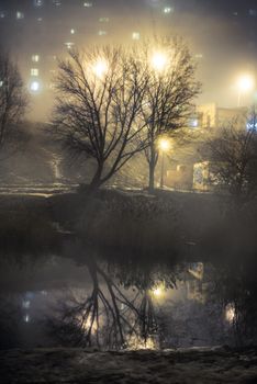 tree near the lake in night fog