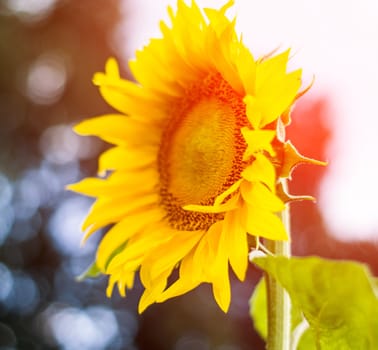 sunflower on a blur background