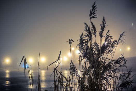 reeds on the lake in night fog