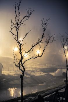 tree with lake in the night fog