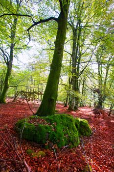 Autumn Selva de Irati fall beech jungle in Navarra Pyrenees of Spain