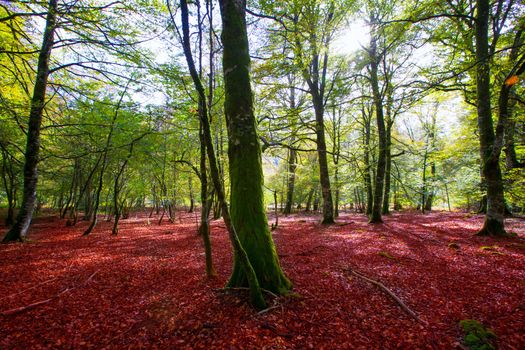 Autumn Selva de Irati fall beech jungle in Navarra Pyrenees of Spain