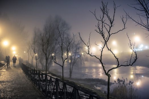 tree in a park at the night fog