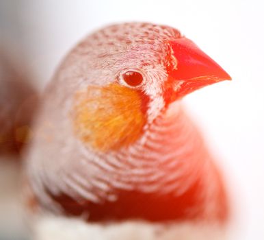 Zebra Finch on a blur background