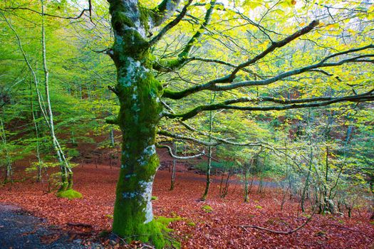 Autumn Selva de Irati fall beech jungle in Navarra Pyrenees of Spain