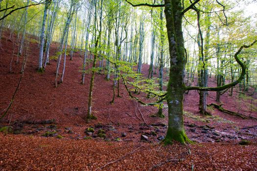 Autumn Selva de Irati fall beech jungle in Navarra Pyrenees of Spain