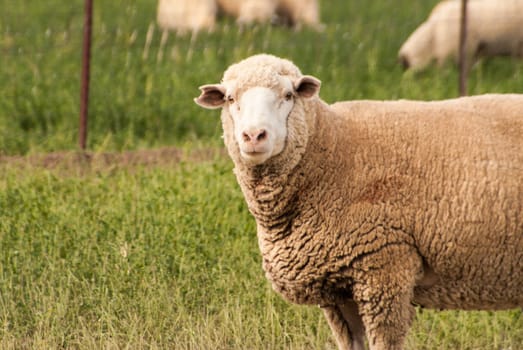 Sheep stands and stares