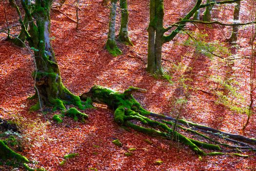 Autumn Selva de Irati fall beech jungle in Navarra Pyrenees of Spain