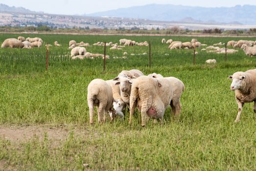 Pregnant sheep in rare pasture of Nevada desert