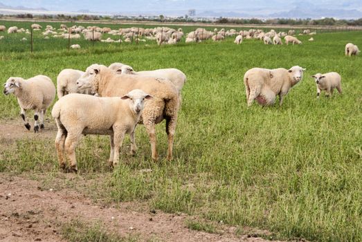 Yews and lambs in desert pasture