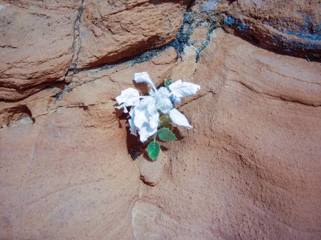Desert flower grows on rock