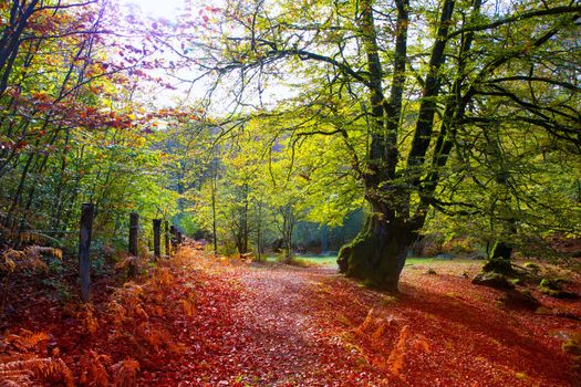 Autumn Selva de Irati fall beech jungle in Navarra Pyrenees of Spain