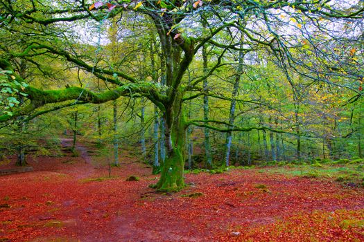 Autumn Selva de Irati fall beech jungle in Navarra Pyrenees of Spain