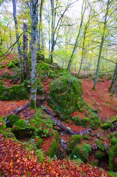 Autumn Selva de Irati fall beech jungle in Navarra Pyrenees of Spain