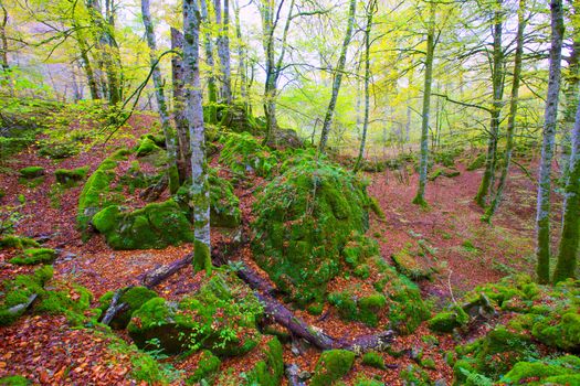 Autumn Selva de Irati fall beech jungle in Navarra Pyrenees of Spain